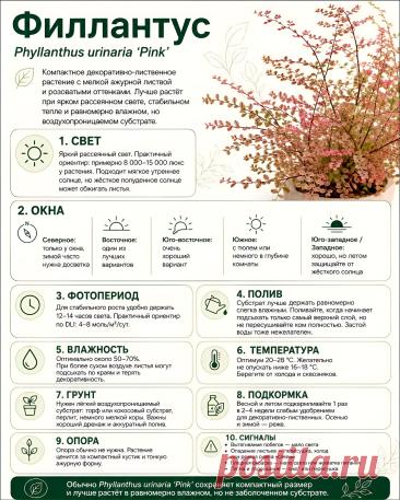 Филлантус