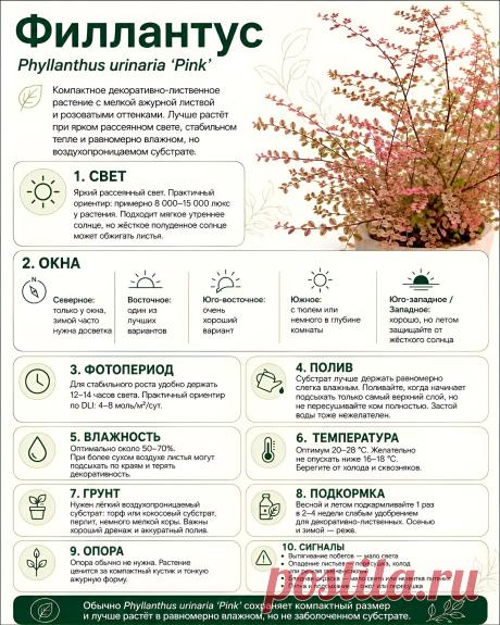 Филлантус