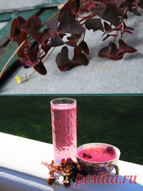 Готовлю натуральные розовые чаи и лимонады из сорняка, который многие отчаянно пытаются вывести | КАФЕ-ШАФРАН | Яндекс Дзен