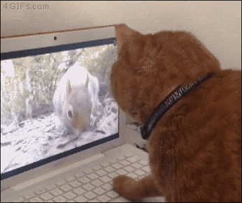 Google+
