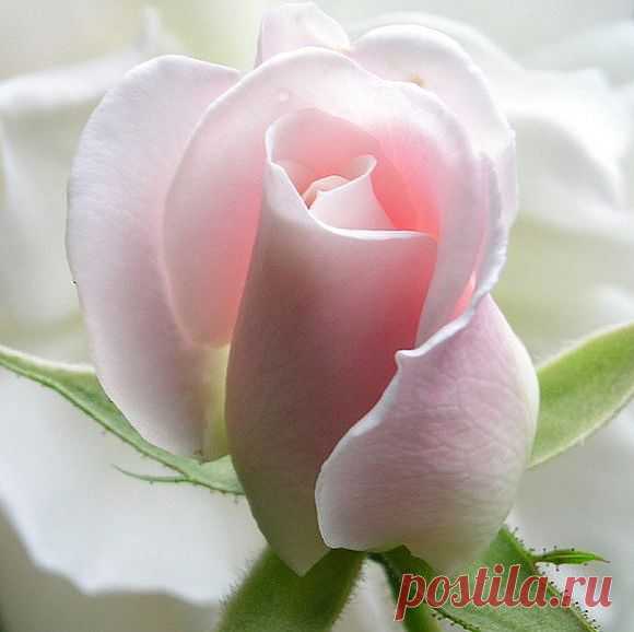 РОЗОВАЯ НЕЖНОСТЬ