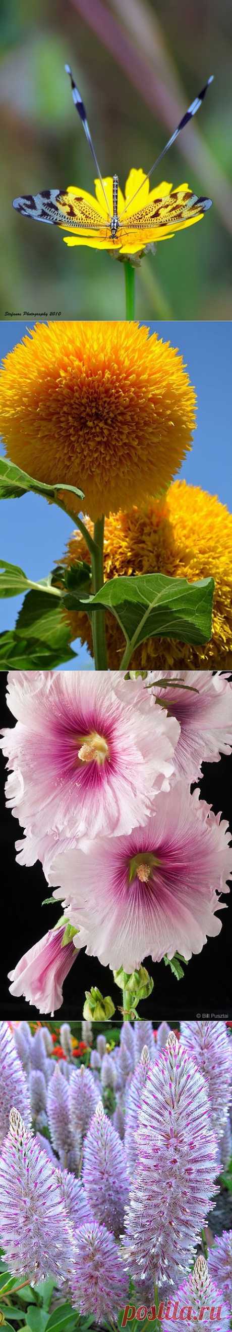 Flowers Garden | Amazing Pictures - Amazing Pictures, Images, Photography from Travels All Aronud the World
