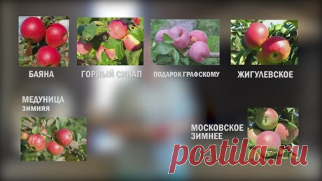 О вреде наших яблок и привозных фруктов Практически всю свою жизнь Вигоров провёл в Сибири, где родился и вы­рос, и на Урале, где работал. Это не самые благоприятные для садоводства российские регионы. В Сибири крупноплодные сорта яблони растут только в стелющейся форме. В виде деревьев там можно выращивать лишь «ранетки» с...