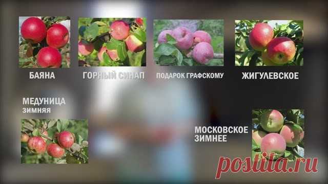О вреде наших яблок и привозных фруктов Практически всю свою жизнь Вигоров провёл в Сибири, где родился и вы­рос, и на Урале, где работал. Это не самые благоприятные для садоводства российские регионы. В Сибири крупноплодные сорта яблони растут только в стелющейся форме. В виде деревьев там можно выращивать лишь «ранетки» с...