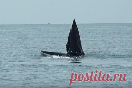 Решена загадка происхождения мифологического морского чудовища. Ученые Университета Флиндерса в Австралии решили загадку происхождения мифологического чудовища, упомянутого в древнескандинавских рукописях XIII века. Оказалось, что описанию соответствует кит, который в неподвижном вертикальном положении широко раскрывает пасть на поверхности моря.