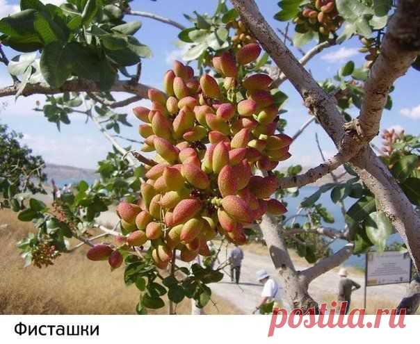 Как растут наши любимые продукты | Готовим вместе