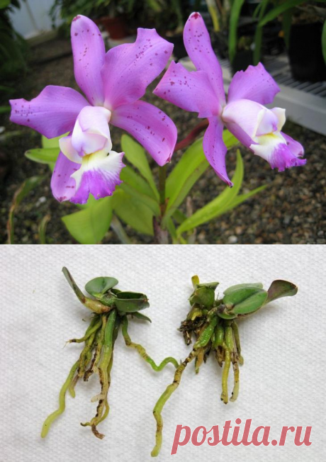 Каттлея – многолетнее цветущее ароматное тропическое растение