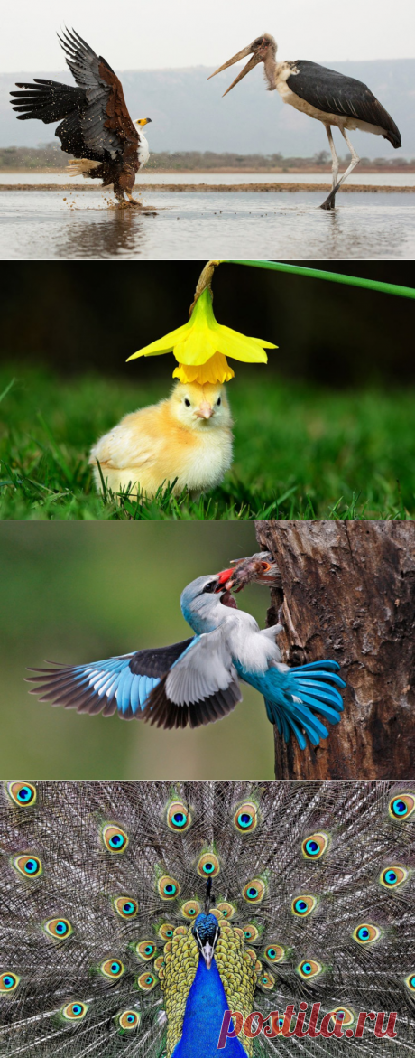 Самые интересные фото животных последней недели — Наука и жизнь