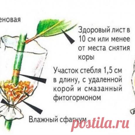 КАК РАЗМНОЖИТЬ ДЕРЕВЬЯ И КУСТАРНИКИ - МирТесен