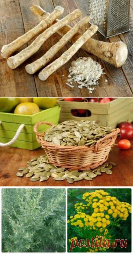 Лямблии у взрослых симптомы и лечение домашними средствами