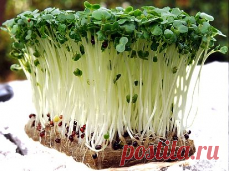 Флора