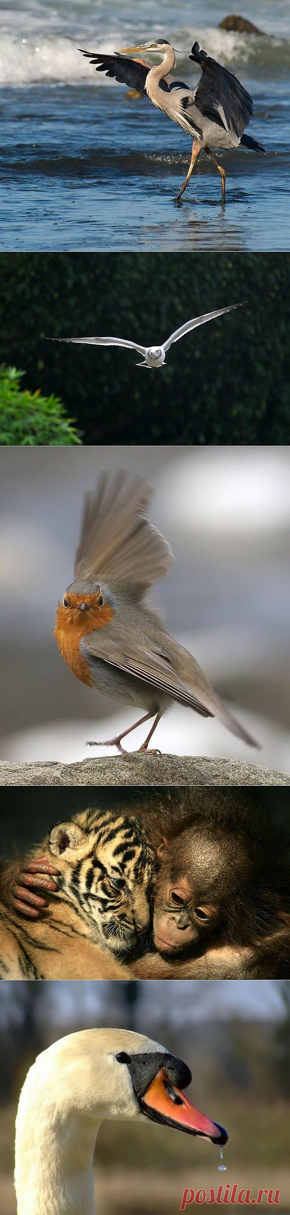 Великолепные моменты из мира животных (60 фото) » RadioNetPlus.ru развлекательный портал