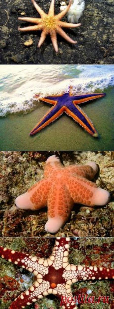 Удивительные факты о морских звездах — Наука и жизнь