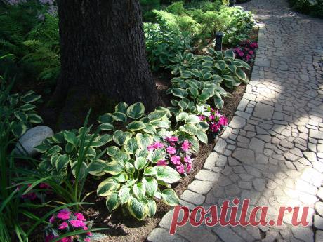 Обустройство теневой зоны сада Во многих садах есть разнообразные проблемные зоны; одна из них – теневая. Имеются немногочисленные виды тенелюбивых и теневыносливых растений, которые чувствуют себя в тени вполне благополучно. Большинству же видов растений для хорошего роста и развития необходимы прямой солнечный свет (полностью...