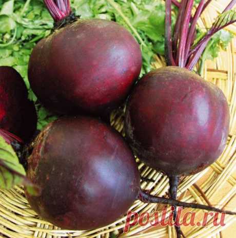 Хотите долго жить - ешьте свеклу | Домашняя аптечка