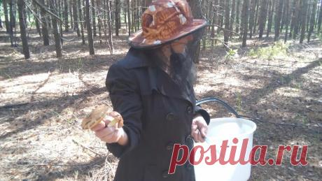 Как мы быстро обрабатываем грибы, если их собрали много. | Деревенский горожанин. | Яндекс Дзен