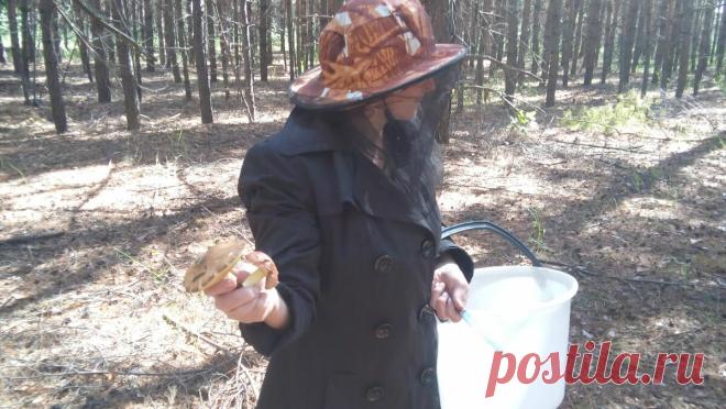 Как мы быстро обрабатываем грибы, если их собрали много. | Деревенский горожанин. | Яндекс Дзен