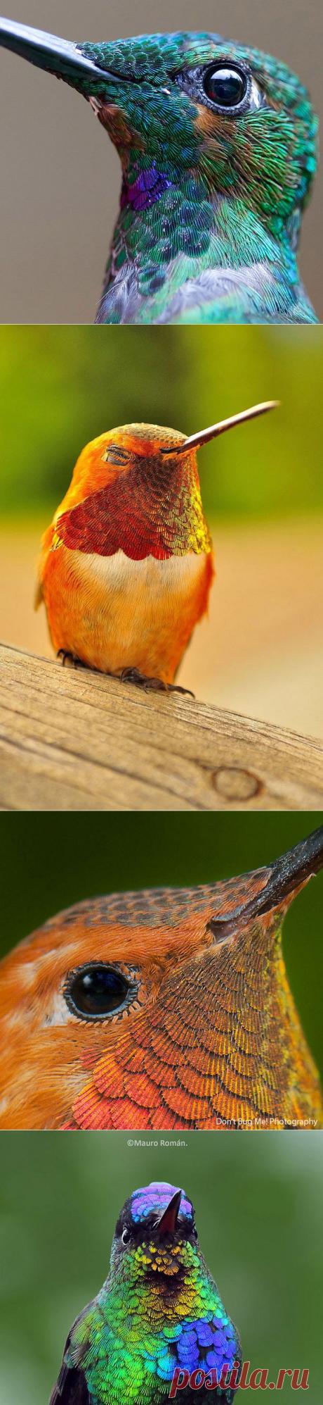 Колибри во всей красе | Изюминки