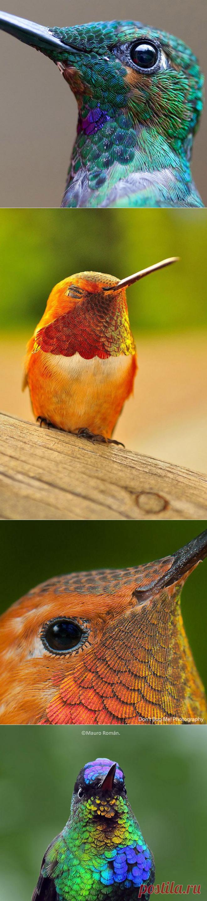 Колибри во всей красе | Изюминки
