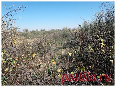 Велопутешествие, Азовское побережье, Кубань, сентябрь 2018.Туризм, 19.09.18 - 22 Сентября 2018 - Персональный сайт