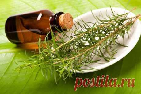 Используя масло чайного дерева вы забудете о проблемах кожи