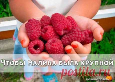 Чтобы малина была крупной
Весной укорачивайте прошлогодние стебли на треть всего роста. Затем обрезайте до основания все сухие ветки, уже принесшие урожай в прошлом году. Летом уничтожайте лишние молодые побеги у основания куста и корневые отпрыски, которые появляются между кустами, если они не нужны для размножения.
Гибким ветвям малины делайте подпорки или подвязки, иначе от тяжести ягод и листьев они склоняются на землю. Молодым побегам текущего года позвольте свободно расти вверх.