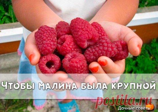 Чтобы малина была крупной
Весной укорачивайте прошлогодние стебли на треть всего роста. Затем обрезайте до основания все сухие ветки, уже принесшие урожай в прошлом году. Летом уничтожайте лишние молодые побеги у основания куста и корневые отпрыски, которые появляются между кустами, если они не нужны для размножения. 
Гибким ветвям малины делайте подпорки или подвязки, иначе от тяжести ягод и листьев они склоняются на землю. Молодым побегам текущего года позвольте свободно расти вверх.