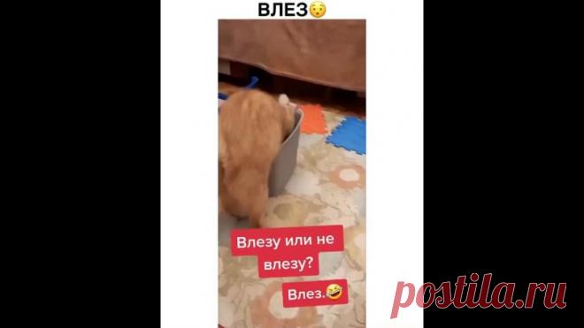 Упаковался  Где коробочка - там котик!