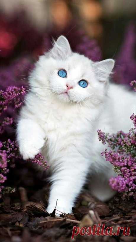(2) Pinterest