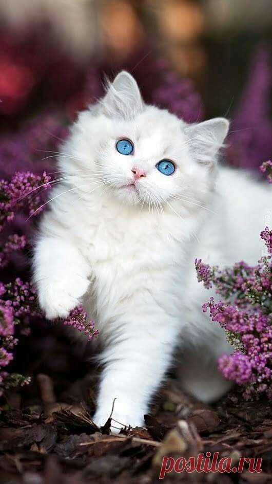 (2) Pinterest