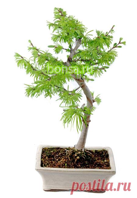 Лиственница