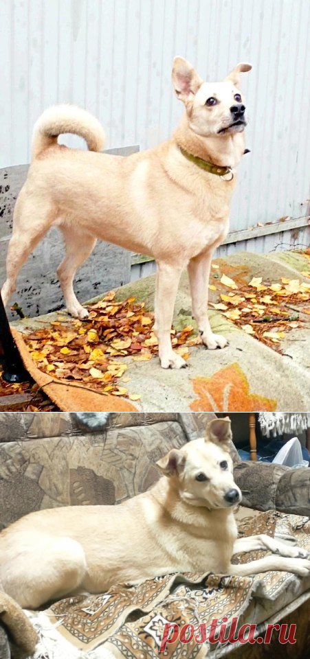 Лесси в поисках верного друга и любящего хозяина. СПб и ЛО – Животные ищут дом, пользователь Юлия Бельская | Группы Мой Мир