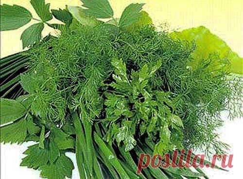 Фенхель, базилик, укроп и мята: чем полезна свежая зелень » Интернет-газета Кумушка.com