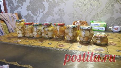 Грибная толерантность или нефатальные ошибки при приготовлении рыжиков и белых грибов | Грибной Дневник Лидии Бам | Яндекс Дзен