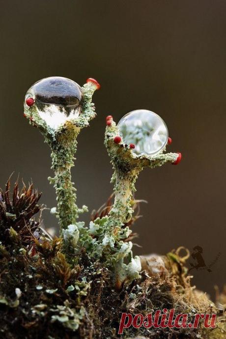 О воде: фантастические фото капель и не менее фантастические факты