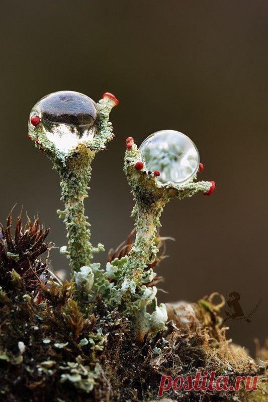 О воде: фантастические фото капель и не менее фантастические факты