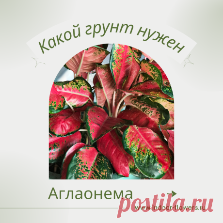 Аглаонема. Какой грунт нужен? Интересуетесь Аглаонема. Какой грунт нужен? ? Узнайте о разнообразных представителях этого вида, их уникальных особенностях и преимуществах. Получите полезные советы по уходу за Аглаонема. Какой грунт нужен? в домашних условиях, включая требования к освещению, поливу, температуре и влажности.
