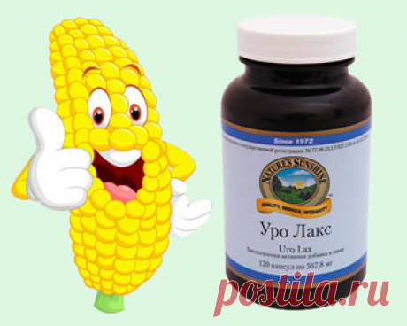 Кукуруза, кукурузные рыльца и витамин К: полезные свойства.
Вы любите кукурузу? Нет? Зря! Полезные свойства кукурузы известны с давних времен. Еще у ацтеков и майя она ценилась на вес золота. Тут нет ничего удивительного, ведь в початках целый кладезь веществ, необходимых организму человека. Это: витамины Е, А, С, РР, витамины группы В, микроэлементы, среди которых кальций, магний, железо, цинк и другие. Но и это еще не всё!