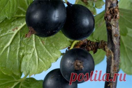 Смородина черная: свойства, польза и лечебное применение | Советы Народной Мудрости