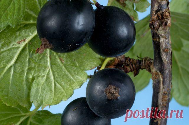 Смородина черная: свойства, польза и лечебное применение | Советы Народной Мудрости
