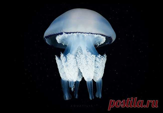 Сокровища глубин. Уникальные фотографии подводных обитателей