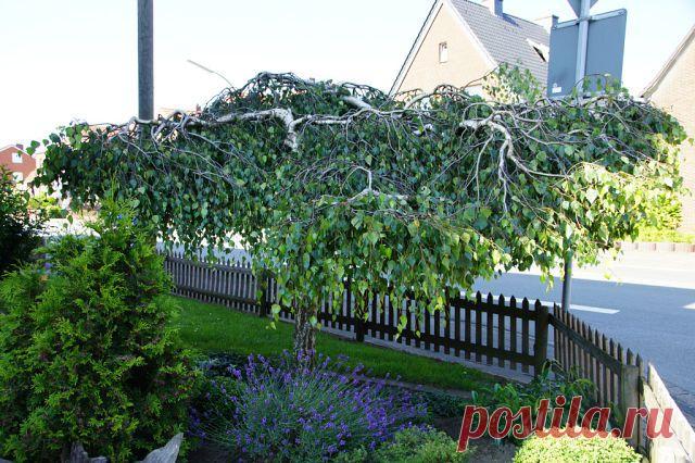 Владимир Быков (Buchhorn)
61 год, Германия, Мюнстер