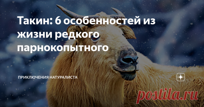 Такин: 6 особенностей из жизни редкого парнокопытного Некоторые историки полагают, что Ясон добыл золотое руно именно от такина. Жители Гималаев называют зверя «по-братски» — просто кин. А выглядит эту уникальное существо так, как будто его создавали из лоскутков, оставшихся от других представителей фауны. Морда лося, медвежий хвост, конечности, как у горного козла, а туловище — от бизона. В числе родственников имеется и овцебык!