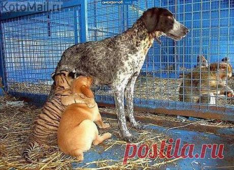 Вместе - дружная семья... | KotoMail.ru
