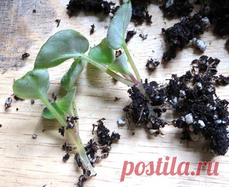 Фиалки - размножение листом, как посадить и вырастить, грунт, видео | С верою в любовь