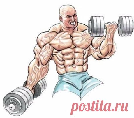 Секрет роста мышц раскрыт
