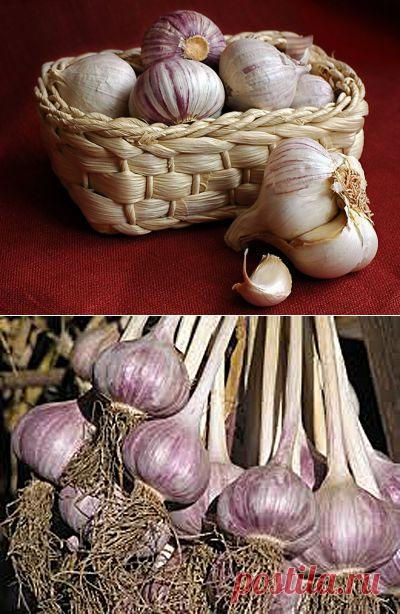 КАК СОХРАНИТЬ ЧЕСНОК ДО ВЕСНЫ? | Мамам, женщинам, бабушкам и очень любознательным.