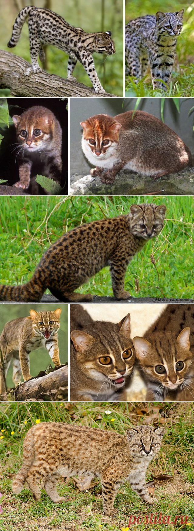 15 великолепных диких котов, о которых вы почти наверняка не слышали