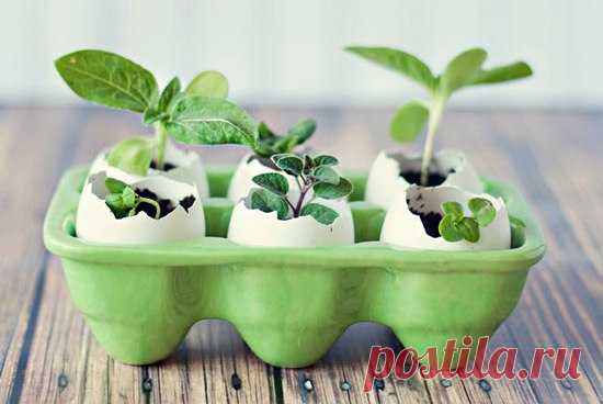 Какие семена нужно посадить в феврале :: Сад и огород