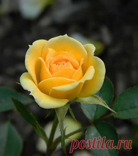 Роза жёлтая магия.